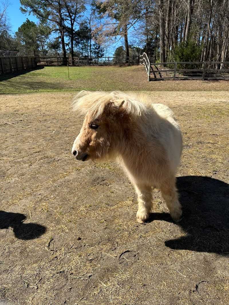 Tiny Horses Turn This Little Farm Into An Unexpected Animal Escape