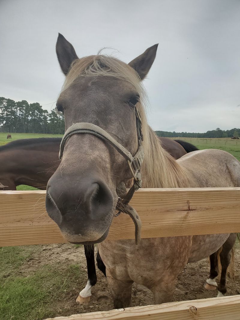 Meet Your Horse Before The Riding Lesson Begins