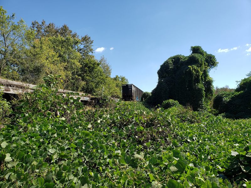 This North Carolina Mountain Park Comes Alive With Migrating Songbirds Every September - Decor Hint September Turns This Mountain Park Into A Songbird Superhighway