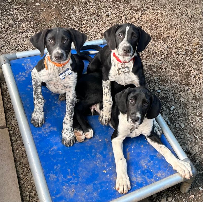 More Than 50,000 Dogs Have Already Found Homes Through This North Carolina Rescue