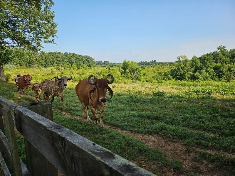 Meet The Gir Cows With Floppy Ears And Distinctive Humps
