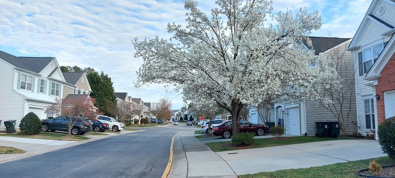 Nearly Half The Population Is Asian, Giving The Community A Distinct Cultural Mix