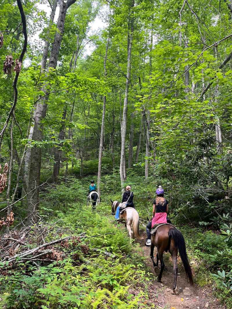 Ride Deep Into The Forest On Horseback Instead Of Hiking It