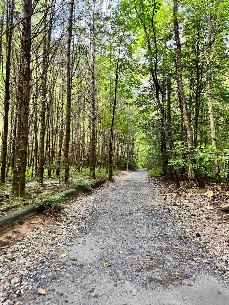 A Shaded Forest Keeps Much Of The Climb Cooler Than You Might Expect
