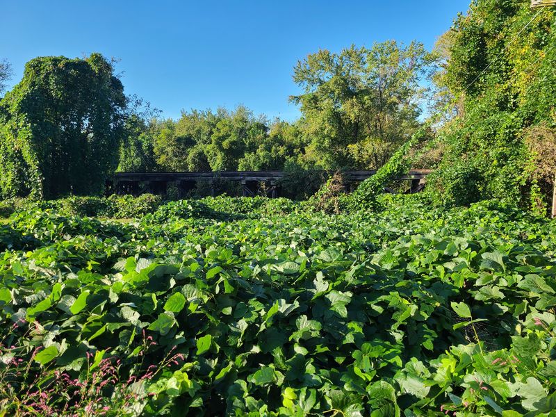 This North Carolina Mountain Park Comes Alive With Migrating Songbirds Every September - Decor Hint Mid-September Is When Birders Really Start Watching The Woodland Canopy