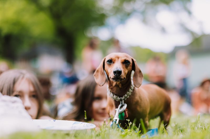 Pick Your Favorite Dachshund Before The Starting Line Gets Chaotic