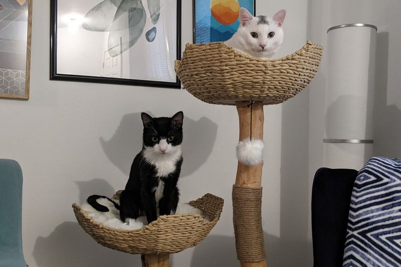 Volunteer Power Keeps This Cat Rescue Moving