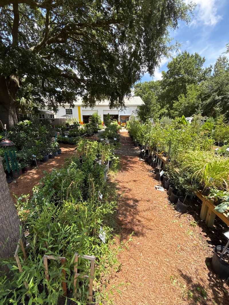 This South Carolina Nursery Is Packed With Native Plants, Pots And Garden Treasures - Decor Hint A Backyard Dream Turned Nursery