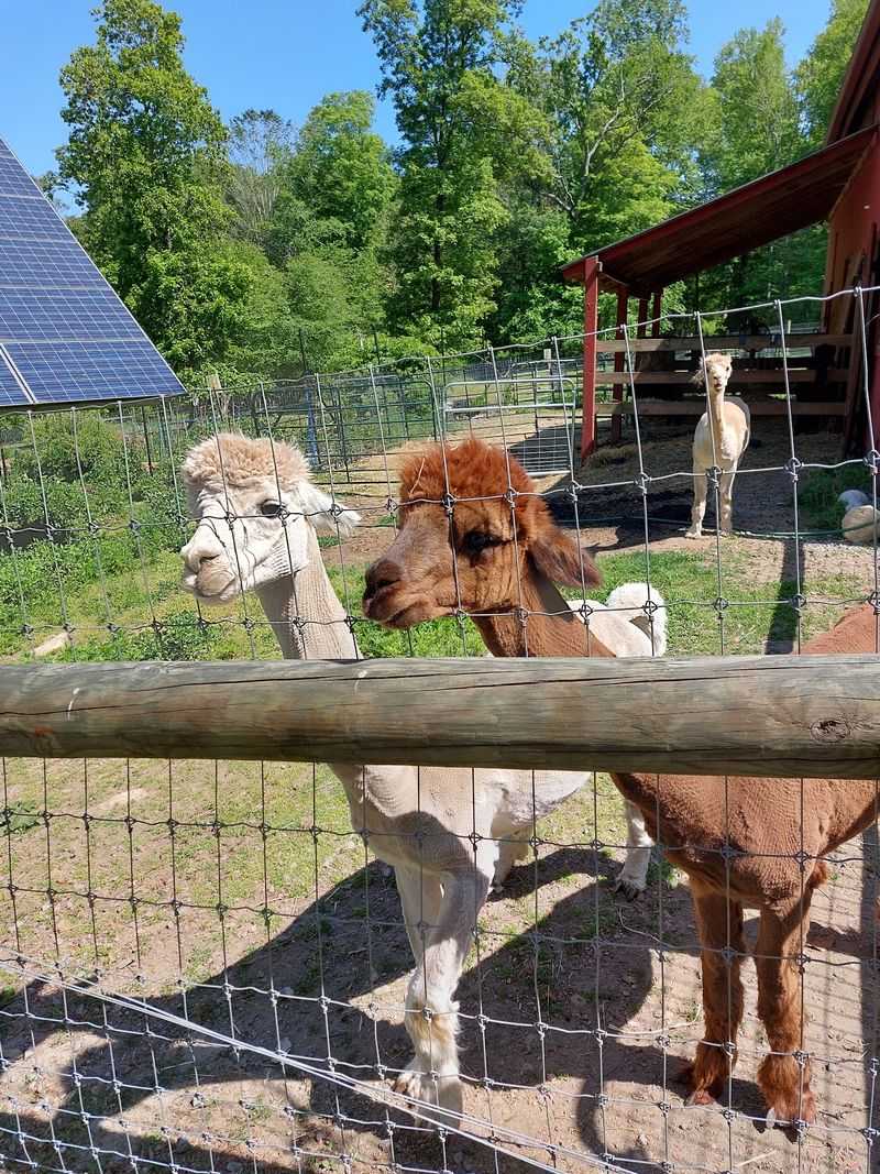 Fluffy Alpacas Make This Farm Special
