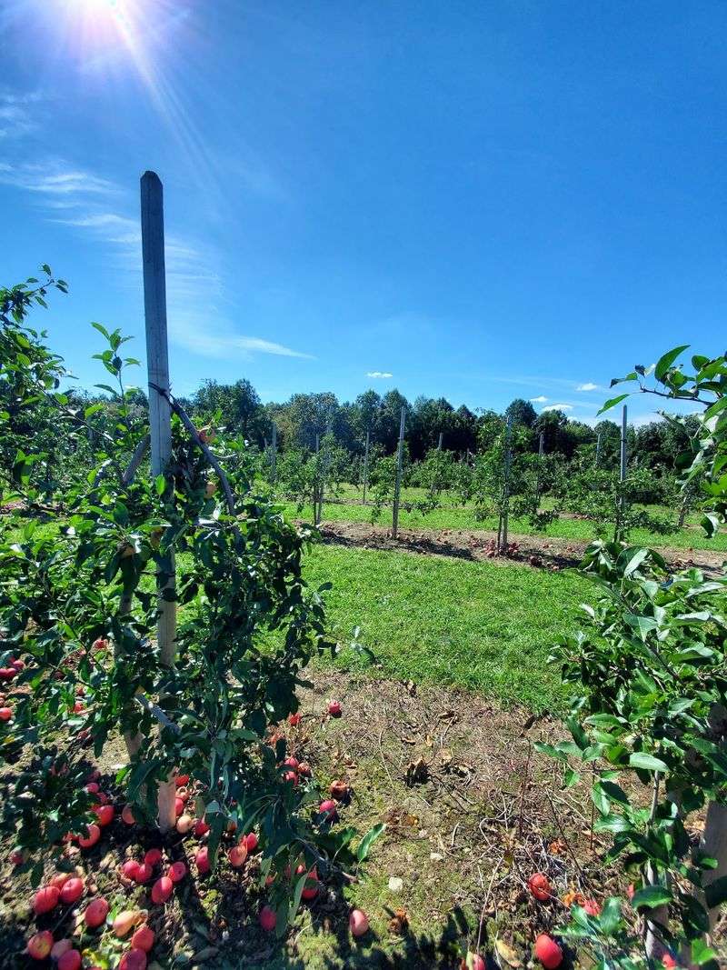 Weekends Bring Pick-Your-Own Apples