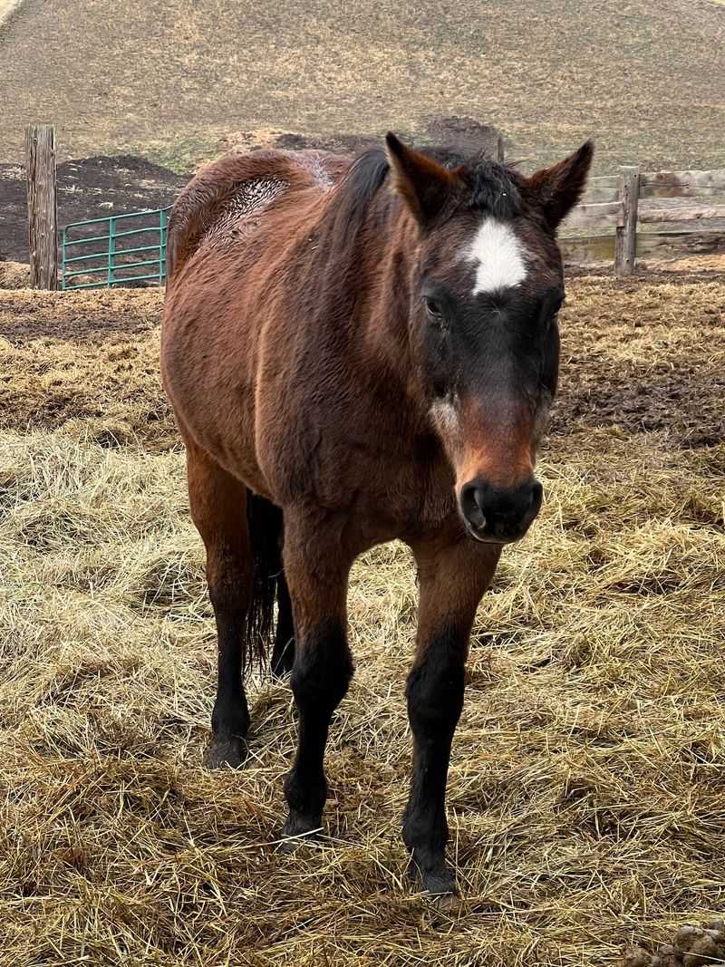 Where Old Horses Get To Simply Retire
