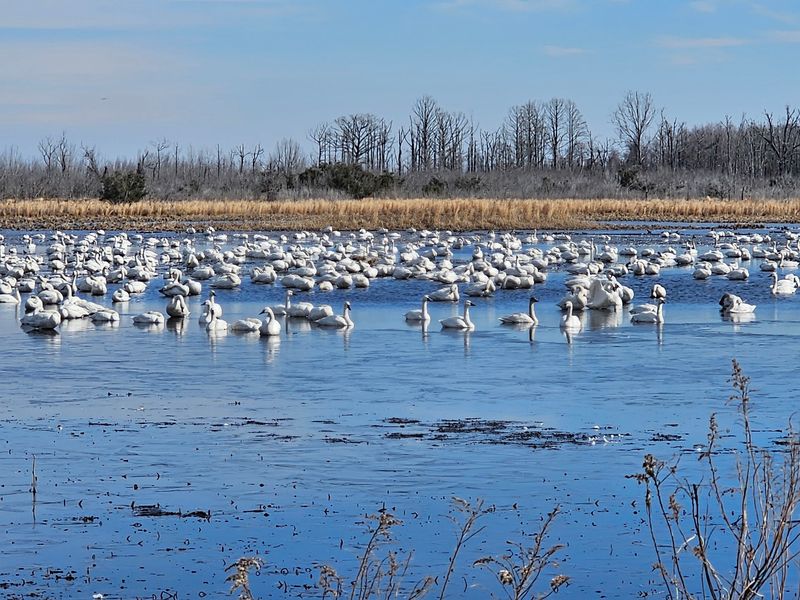 Watch Thousands Of Tundra Swans Take Over The Winter Sky