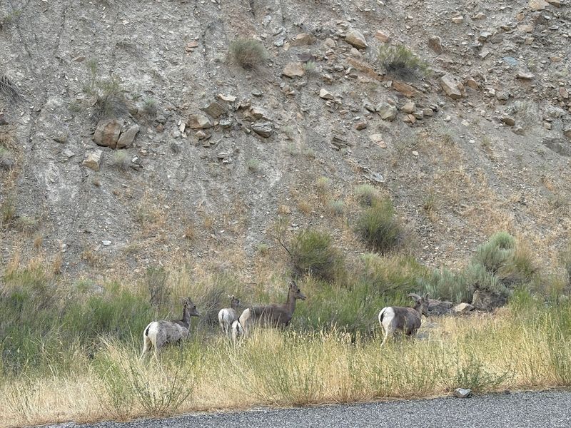 Moose, Marmots And Meadows