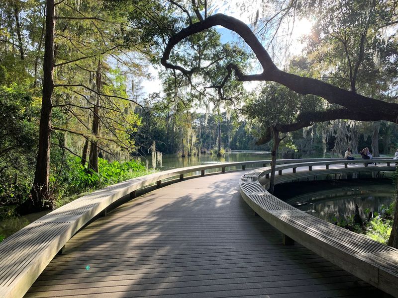 Into The Cypress Tupelo Swamp