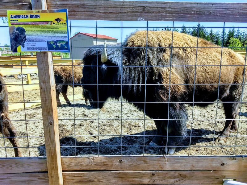 Elk Season Turns Up The Volume