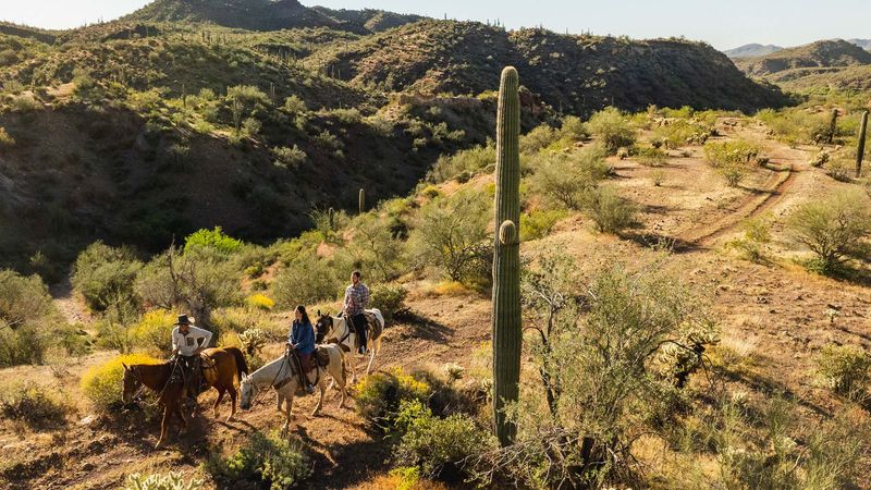 Cacti, Citrus, And Wild Burros