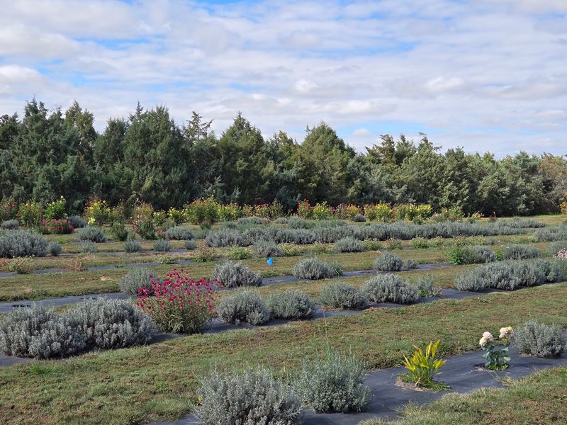 Eighteen Varieties Growing in the Rows