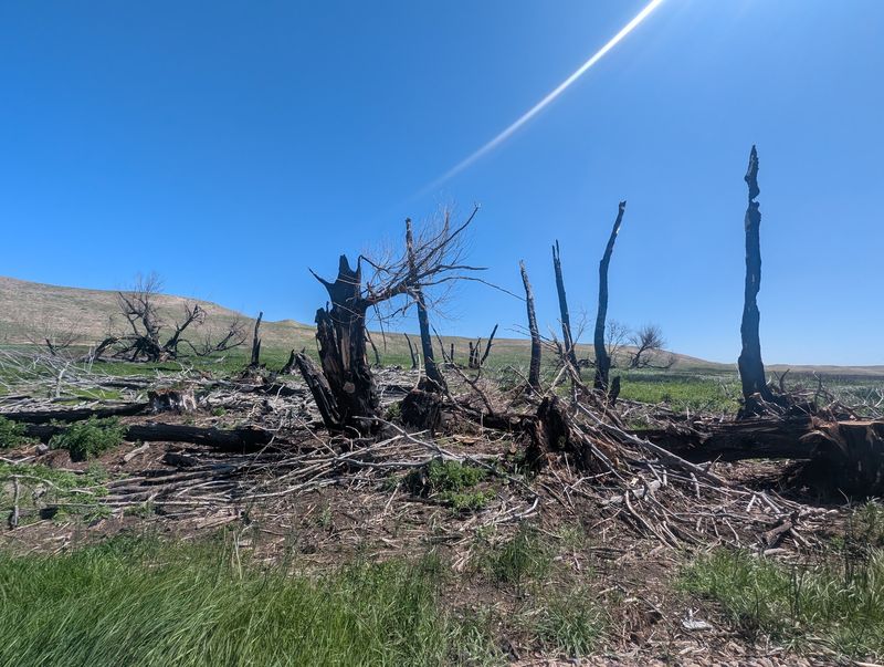 Green Shoots After the Fire