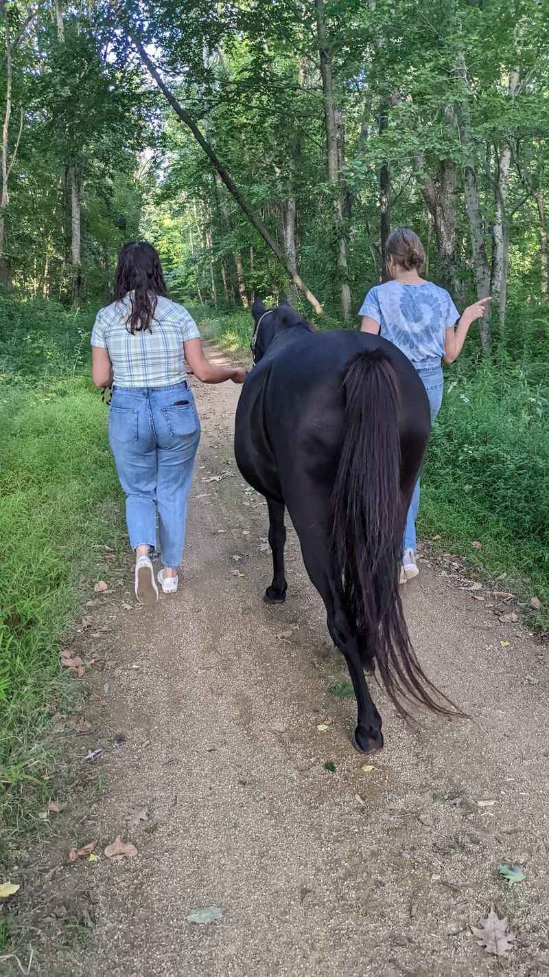 This Connecticut Farm Lets You Spend An Afternoon Grooming And Bonding With Horses - Decor Hint Gentle Interaction Matters More Than Riding Here