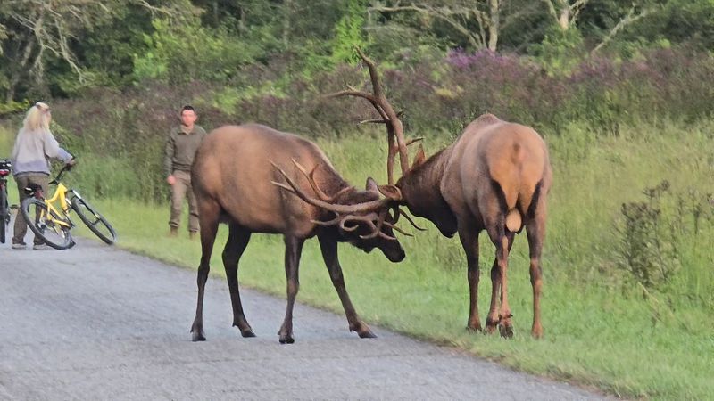 Watch Massive Bull Elk Compete During The Fall Rut