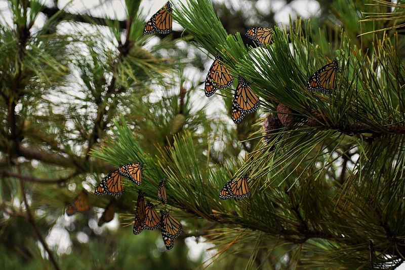 Thousands Of Monarch Butterflies Are Passing Through North Carolina’s Mountains This Fall - Decor Hint Look Among Goldenrod And Asters For Butterflies Taking A Rest