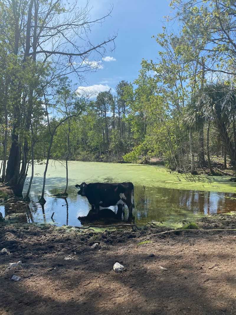 Florida's Grass-Grazed Dairy Farm In New Smyrna Beach Sells Its Own Bottled Milk And Farm Cheese On Site - Decor Hint Why the Barn Fridge Stays on My Route