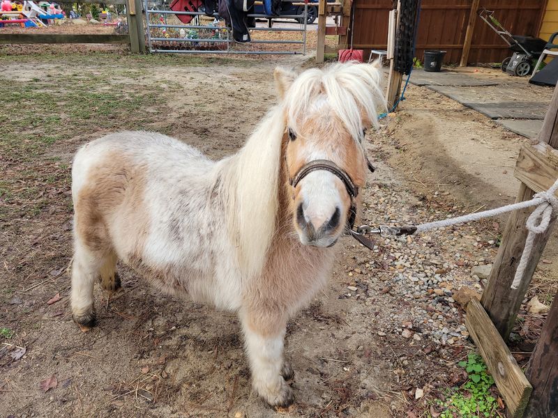 Dudley The Miniature Shetland Pony Has A Serious Soft Spot For Kids