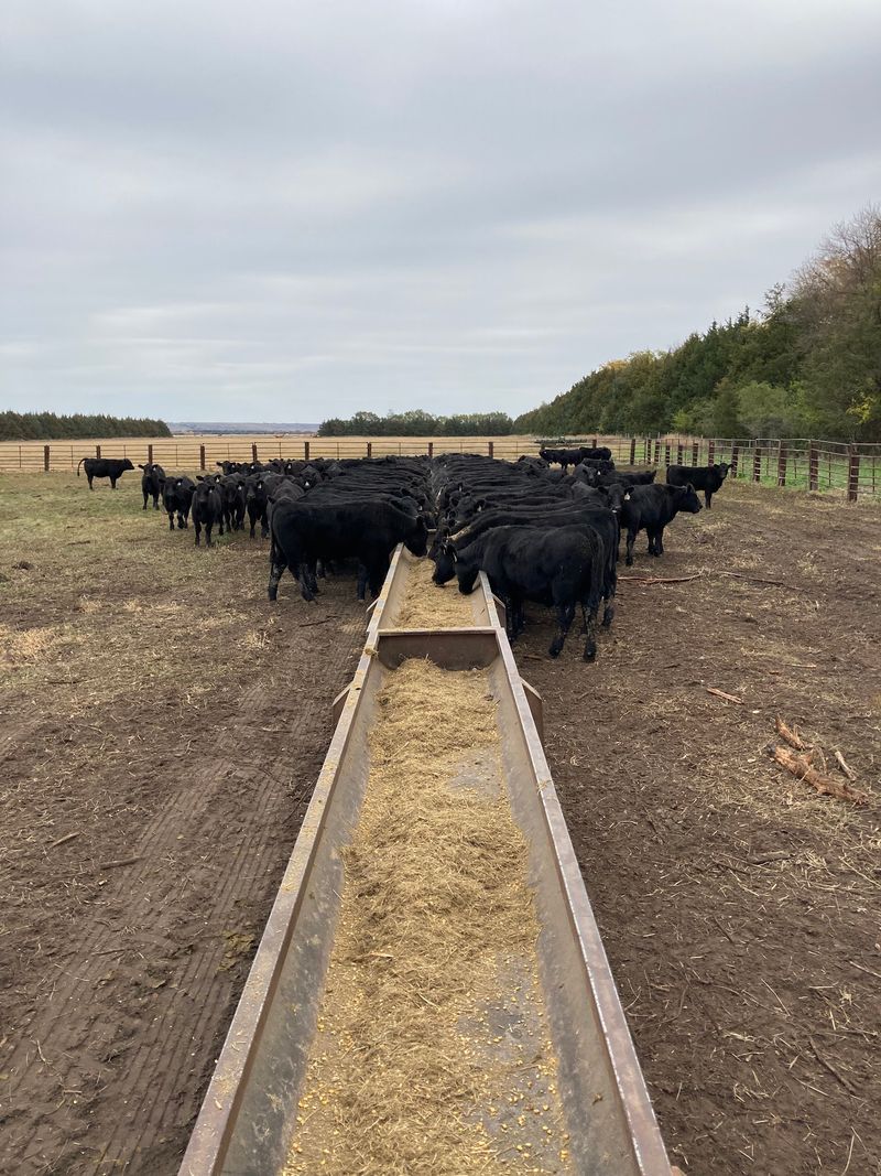 402 Beef CO