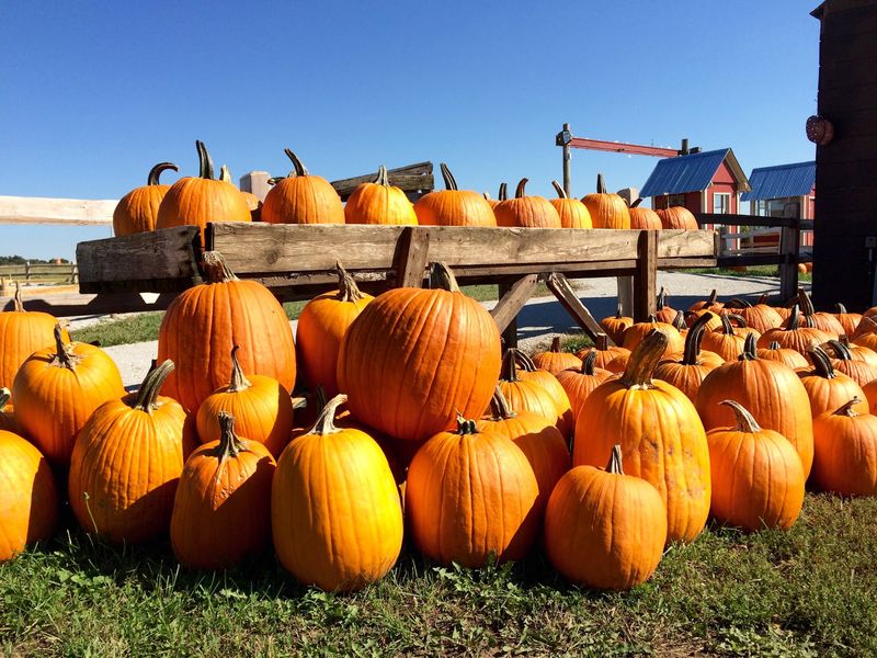 Hayrack Rides and the Pumpkin Field