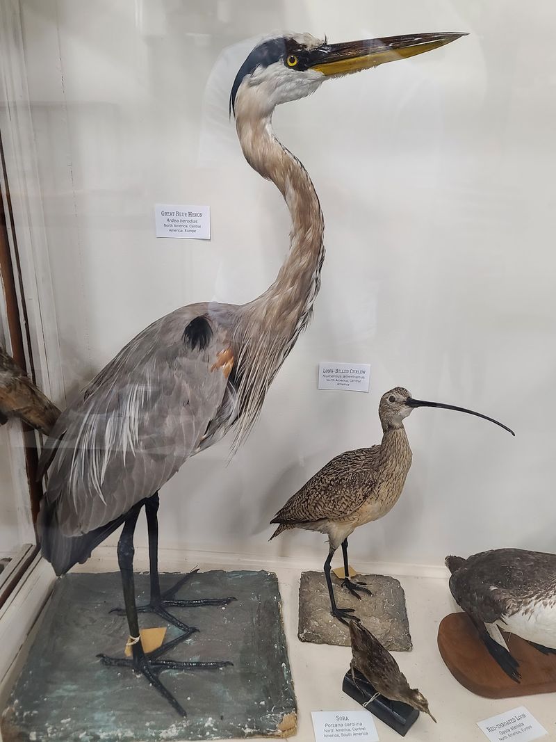 This Free Idaho Museum Is Packed With Fossils, Gemstones And Touch Zones Kids Never Forget - Decor Hint Birds, Mammals And Taxidermy Along The Walls