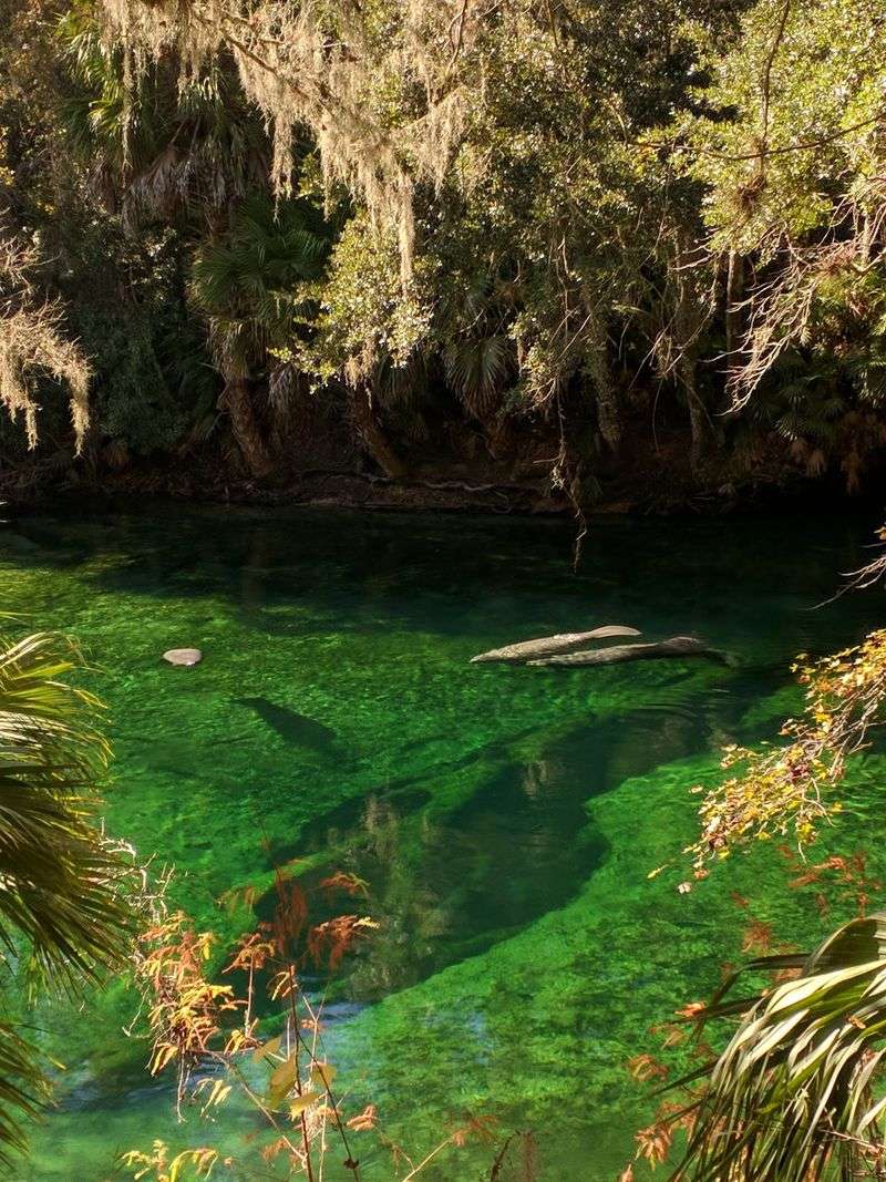 Planning a Winter Visit to Florida's Manatee Refuge
