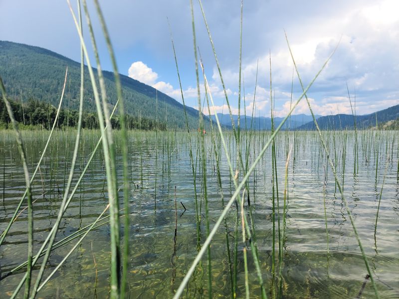 Moose, Trout, And Other Neighbors
