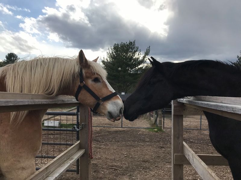 Some Horses Become Permanent Residents