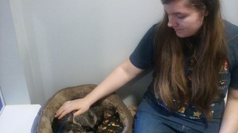 Volunteers Who Know Every Cat by Name
