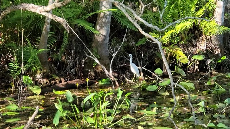 Alligators, Bobcats And The Occasional Wild Boar