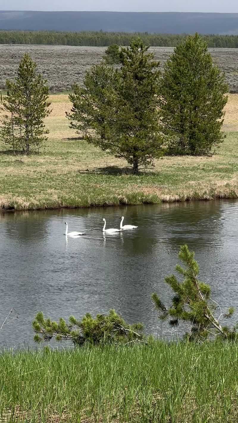 A Refuge Along The Henrys Fork