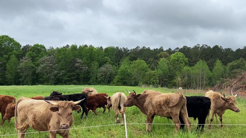 Learn What Grass-Finished Beef Actually Means Before You Buy