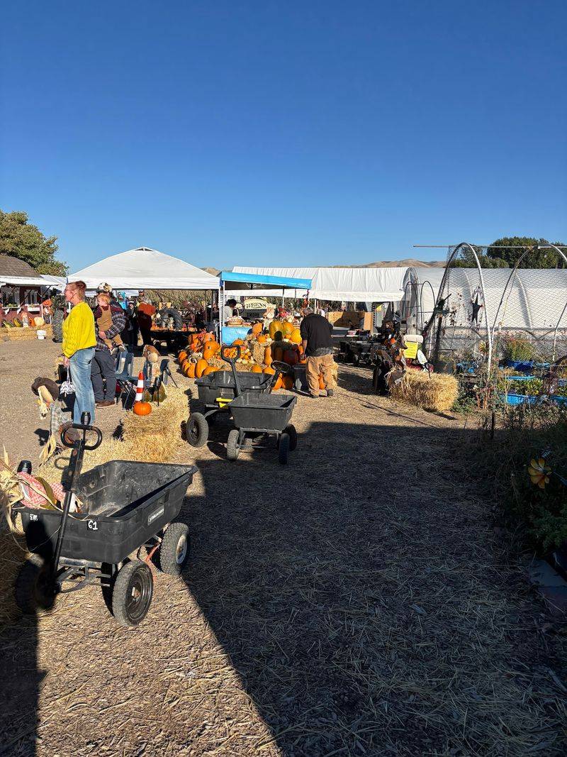 9 Idaho Pumpkin Patches Where Families Pick Straight Off The Vine This October - Decor Hint Swore Farms In Pocatello