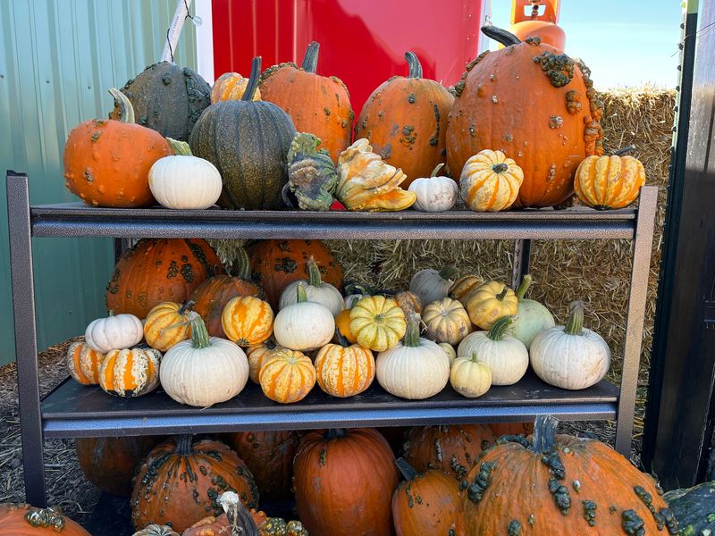 New Sweden Farms Idaho Falls Corn Maze and Pumpkin Patch In Idaho Falls