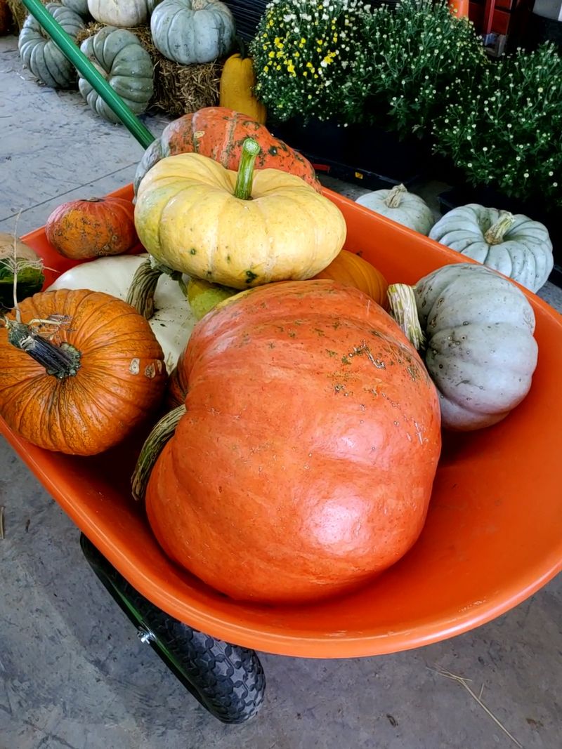 Wheelbarrows, Gourds, and the Fall Half of the Farm