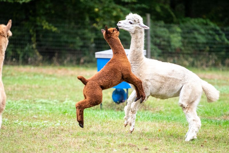 Every Alpaca Has Its Own Personality