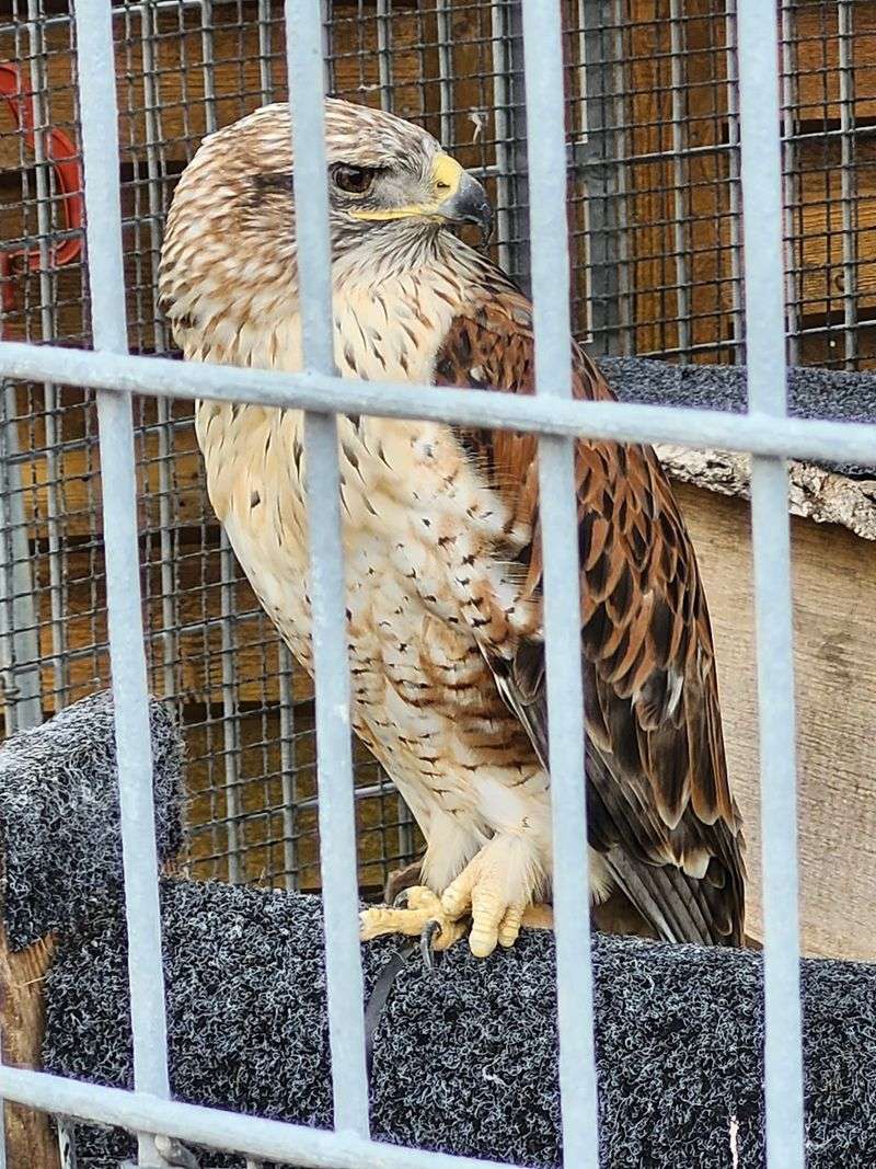The Daily Work of Keeping Birds of Prey