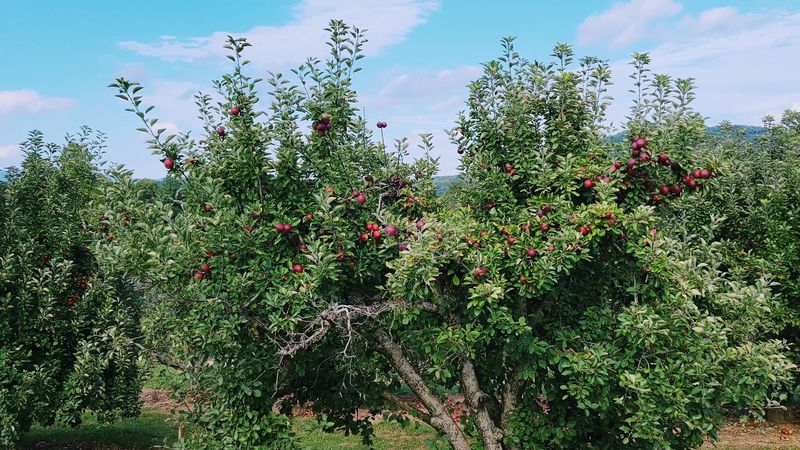 Fried Apple Pies That Earn Their Reputation
