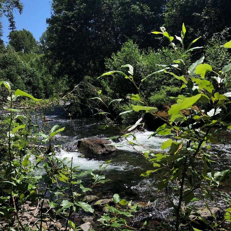 A Forest With Sound