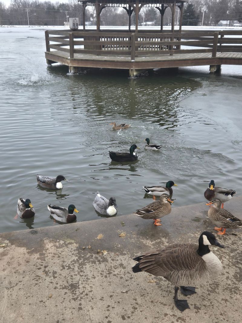 Ducks, Catfish And Quarters