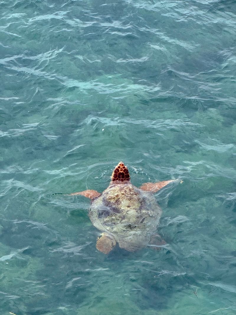 Watching the Water for Turtles, Rays and Sharks