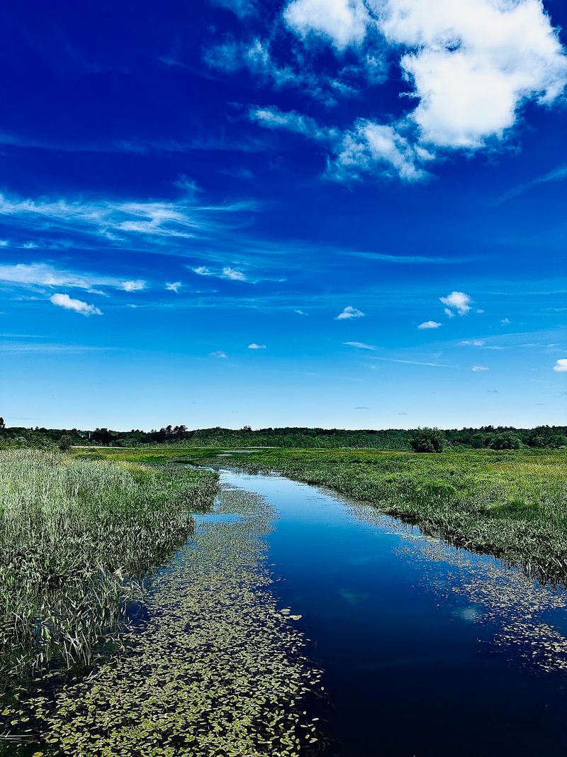 Waterfowl Gather Around The Wetlands