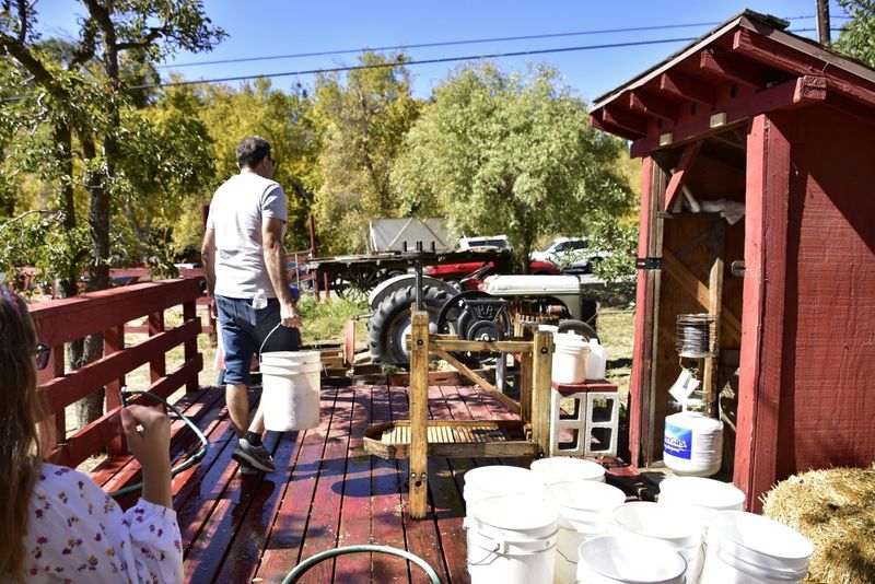 Pressing Your Own Cider From Apples You Gathered