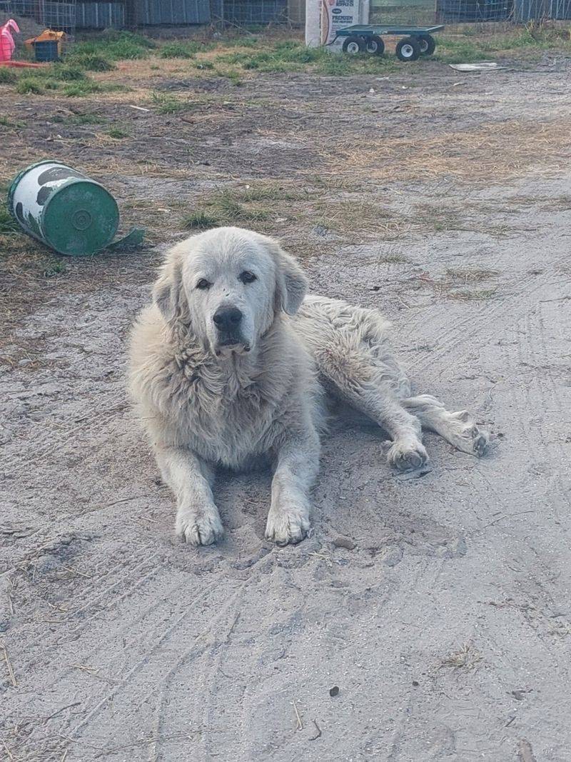 Florida's Grass-Grazed Dairy Farm In New Smyrna Beach Sells Its Own Bottled Milk And Farm Cheese On Site - Decor Hint Slow Driveways and Guardian Dogs