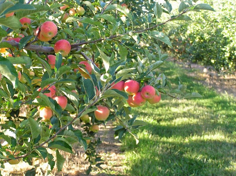 Apple Acres Orchard In Kearney